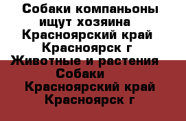 Собаки-компаньоны ищут хозяина - Красноярский край, Красноярск г. Животные и растения » Собаки   . Красноярский край,Красноярск г.